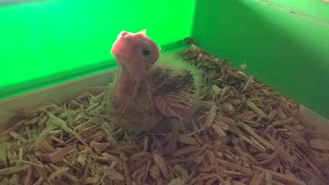 Two Week Old Cockatiel Chick
